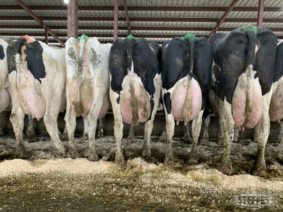 (20 Head) Holstein cows